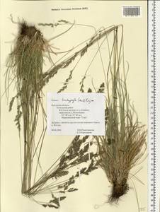 Festuca trachyphylla (Hack.) Hack., Eastern Europe, Central region (E4) (Russia)