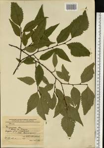 Ulmus, Eastern Europe, Central region (E4) (Russia)