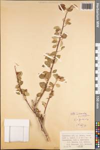 Cotoneaster multiflorus Bunge, Middle Asia, Pamir & Pamiro-Alai (M2) (Tajikistan)