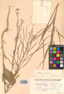 Brassica napus L., Siberia, Russian Far East (S6) (Russia)