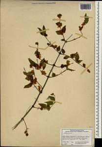Lonicera, South Asia, South Asia (Asia outside ex-Soviet states and Mongolia) (ASIA) (China)