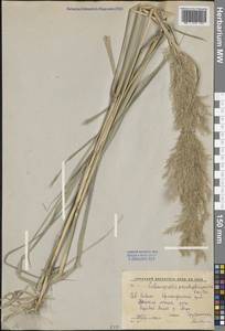 Calamagrostis pseudophragmites (Haller f.) Koeler, Caucasus, Krasnodar Krai & Adygea (K1a) (Russia)