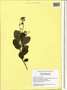 Cotinus coggygria Scop., Caucasus, Black Sea Shore (from Novorossiysk to Adler) (K3) (Russia)