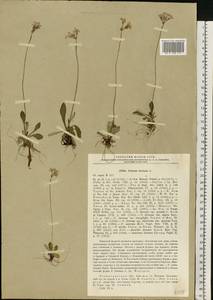 Primula farinosa L., Eastern Europe, North-Western region (E2) (Russia)