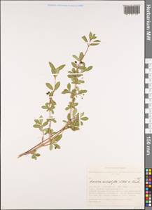Lonicera microphylla Willd. ex Roem. & Schult., Siberia, Altai & Sayany Mountains (S2) (Russia)