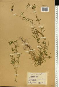 Vicia sativa subsp. nigra (L.)Ehrh., Eastern Europe, Northern region (E1) (Russia)