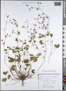 Geranium pyrenaicum Burm. f., Caucasus, Black Sea Shore (from Novorossiysk to Adler) (K3) (Russia)
