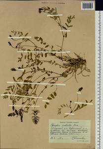 Astragalus norvegicus Grauer, Siberia, Central Siberia (S3) (Russia)