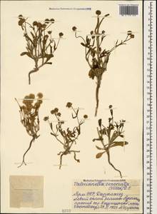 Valerianella coronata (L.) DC., Caucasus, Armenia (K5) (Armenia)
