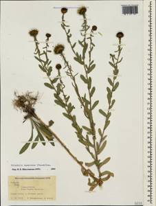 Grindelia squarrosa (Pursh) Dunal, Crimea (KRYM) (Russia)