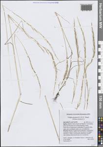Festuca myuros L., Western Europe (EUR) (Spain)