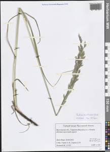 Festuca arundinacea Schreb. , nom. cons., Eastern Europe, Central forest region (E5) (Russia)