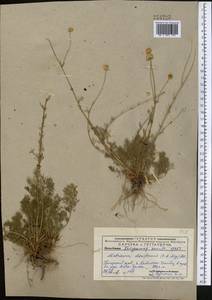 Tripleurospermum disciforme (C. A. Mey.) Sch. Bip., Middle Asia, Pamir & Pamiro-Alai (M2) (Uzbekistan)