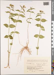 Vincetoxicum hirundinaria subsp. stepposum (Pobed.) Markgr., Eastern Europe, Lower Volga region (E9) (Russia)