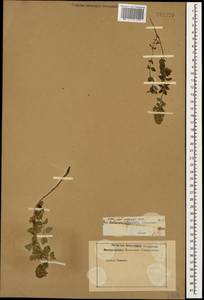 Thymus collinus M.Bieb., Caucasus (no precise locality) (K0)