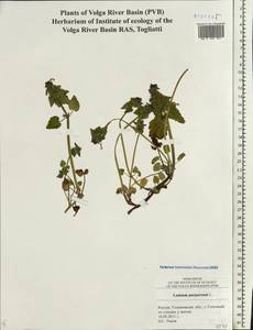Lamium purpureum L., Eastern Europe, Middle Volga region (E8) (Russia)