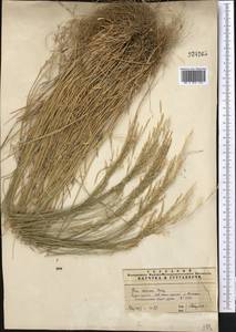 Poa versicolor Besser, Middle Asia, Pamir & Pamiro-Alai (M2) (Uzbekistan)