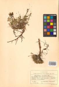 Oxytropis revoluta Ledeb., Siberia, Chukotka & Kamchatka (S7) (Russia)