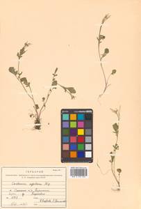 Cardamine scutata Thunb., Siberia, Russian Far East (S6) (Russia)