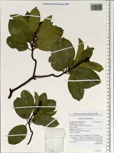 Arbutus andrachne L., South Asia, South Asia (Asia outside ex-Soviet states and Mongolia) (ASIA) (Israel)