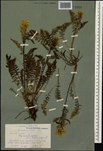 Pedicularis sibirica Vved., Siberia, Western (Kazakhstan) Altai Mountains (S2a) (Kazakhstan)