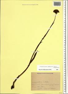 Traunsteinera sphaerica (M.Bieb.) Schltr., Caucasus, Krasnodar Krai & Adygea (K1a) (Russia)
