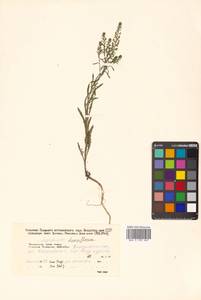 Lepidium densiflorum Schrad., Siberia, Russian Far East (S6) (Russia)