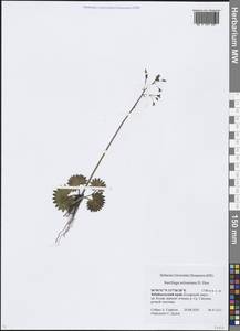 Micranthes nelsoniana subsp. nelsoniana, Siberia, Baikal & Transbaikal region (S4) (Russia)