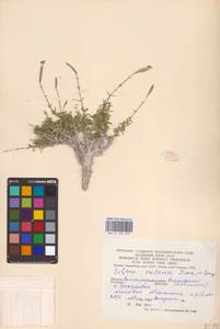 Silene cretacea Fisch., Eastern Europe, Lower Volga region (E9) (Russia)