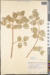 Prunus mahaleb L., Eastern Europe, North Ukrainian region (E11) (Ukraine)