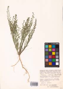 Thesium ramosum Hayne, Eastern Europe, Lower Volga region (E9) (Russia)