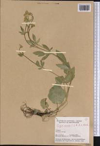 Zizia aurea (L.) W. D. J. Koch, America (AMER) (Canada)