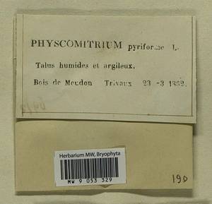 Physcomitrium pyriforme (Hedw.) Brid., Bryophytes, Bryophytes - Western Europe (BEu) (France)