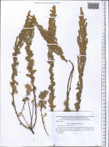 Artemisia austriaca Jacq., Middle Asia, Northern & Central Tian Shan (M4) (Kazakhstan)