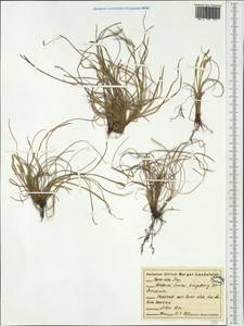 Carex alba Scop., Western Europe (EUR) (Austria)