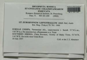 Hypnum leptothallum Paris, Bryophytes, Bryophytes - Baikal & Transbaikal regions (B18) (Russia)