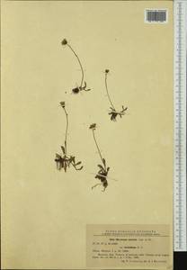 Pilosella floribunda (Wimm. & Grab.) Fr., Western Europe (EUR) (Romania)