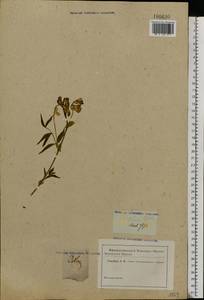 Lathyrus vernus (L.) Bernh., Eastern Europe, Eastern region (E10) (Russia)