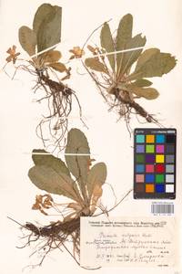 Primula vulgaris Huds., Crimea (KRYM) (Russia)