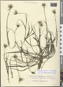 Tragopogon soltisiorum Mavrodiev, Eastern Europe, Lower Volga region (E9) (Russia)