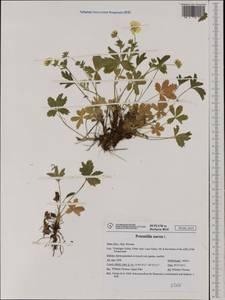 Potentilla aurea L., Western Europe (EUR) (Italy)