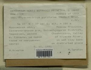 Physcomitrium pyriforme (Hedw.) Brid., Bryophytes, Bryophytes - Moscow City & Moscow Oblast (B6a) (Russia)