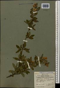 Ligustrum vulgare L., Caucasus, Dagestan (K2) (Russia)