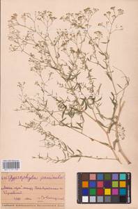 Gypsophila paniculata L., Eastern Europe, Middle Volga region (E8) (Russia)