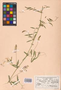 Vicia biennis L., Eastern Europe, Central region (E4) (Russia)