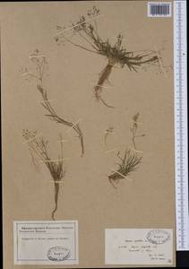 Antinoria agrostidea (DC.) Parl., Western Europe (EUR) (France)