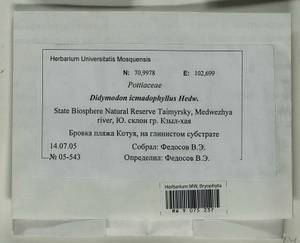 Didymodon icmadophilus (Schimp. ex Müll. Hal.) K. Saito, Bryophytes, Bryophytes - Krasnoyarsk Krai, Tyva & Khakassia (B17) (Russia)