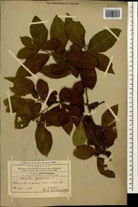 Mespilus germanica L., Caucasus, Georgia (K4) (Georgia)
