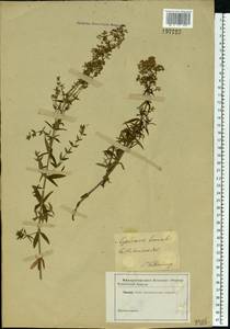 Galium boreale L., Eastern Europe, North-Western region (E2) (Russia)