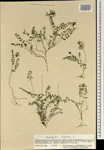 Astragalus alpinus L., Mongolia (MONG) (Mongolia)